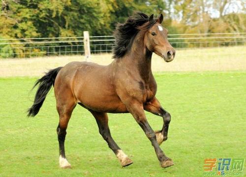 关于马的英语谚语