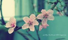 夏天祝福语大全