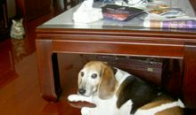 狗啃骨头歇后语