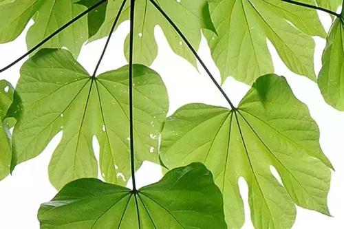 写一个绿叶的隐喻