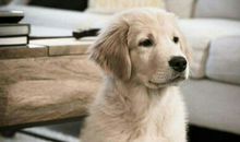 狗皮帽子歇后语