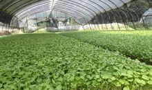 关于树林比喻句