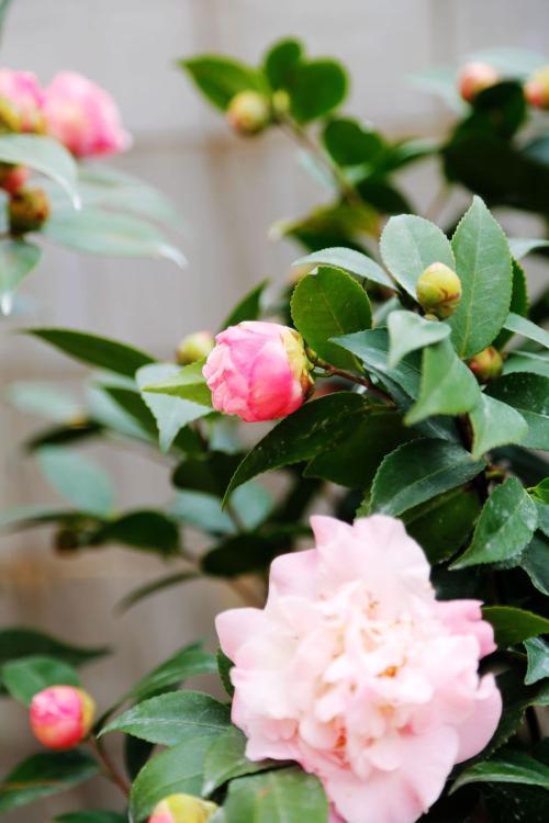 山茶花拟人化句子