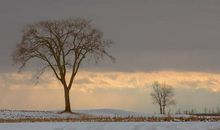 冬天温暖人心的情话