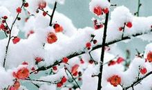 公司冬至祝福语