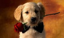 狗仗人势的歇后语