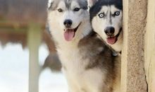 关于狗猫的谚语