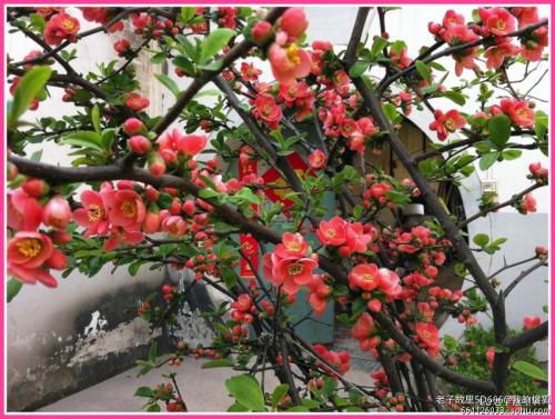 秋海棠的比喻句