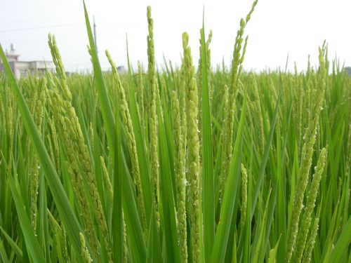 关于农业的谚语