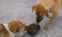 歇后语狗撵耗子