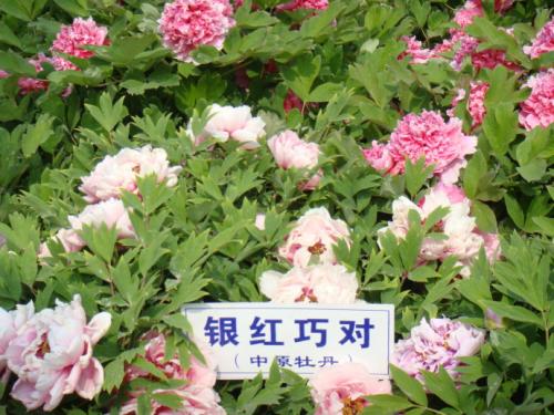 牡丹做了拟人化的句子