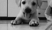 挨了棒的狗歇后语