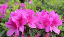 杜鹃花的比喻句