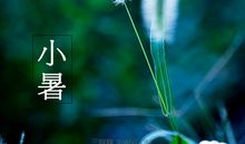 与植物有关的谚语