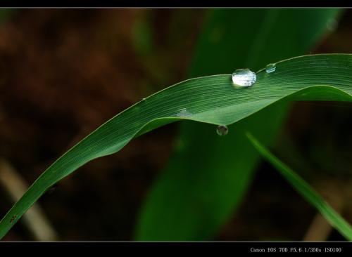 玉米叶写的寓言句子