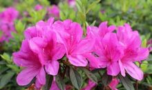 赞美杜鹃花最简短诗句