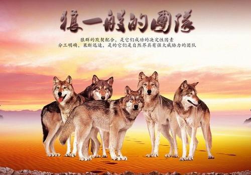 狼销售团队的热情口号