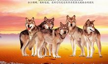 狼性销售团队激情口号