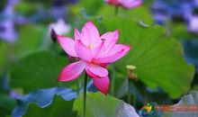 夏天荷花的比喻句