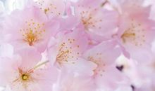 世有桃花经典语录