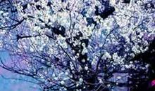 落英缤纷造句大全