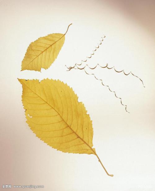 用树叶的隐喻