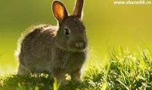 兔子当牛使歇后语