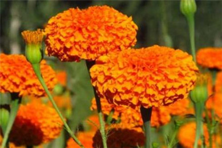 万寿菊拟人化句子