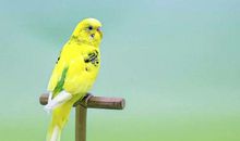 三更半夜歇后语