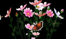 秋天的问候短信