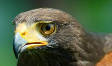 兔子逗老鹰歇后语