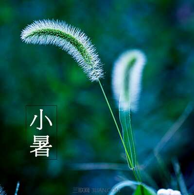 关于小叔的谚语