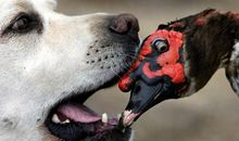 狗撵鸭子歇后语