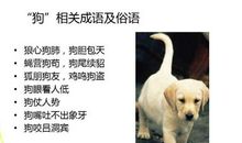 狗咬耗子歇后语