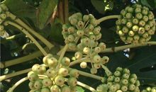 四季常青歇后语