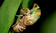 歇后语金蝉脱壳