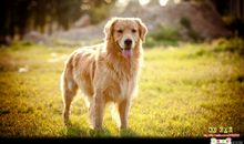 关于狗狗的温暖的句子