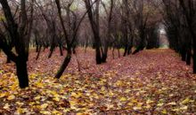 秋天景物比喻句