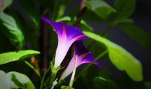 春天植物比喻句