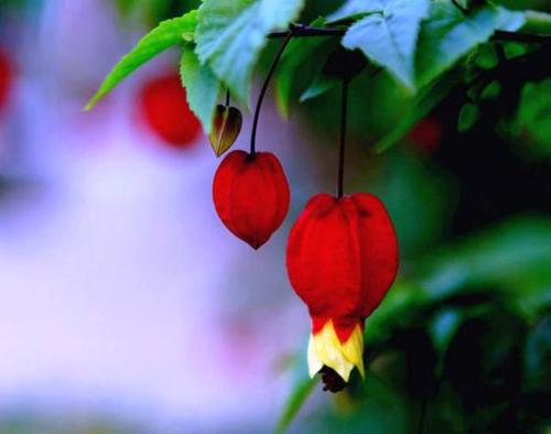 很热的句子颤音