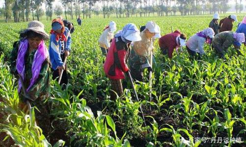 关于农村农民的谚语