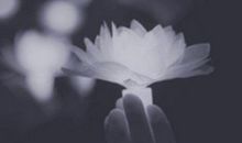 朋友失去亲人安慰的话