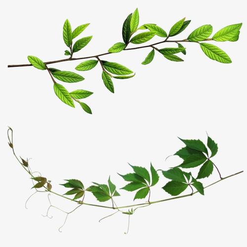 描述树的比喻句