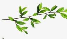 形容树的比喻句