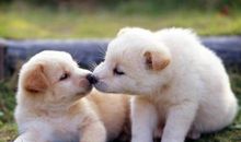 歇后语关于狗的