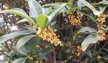 描写桂花香味的句子