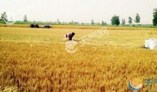 农事的谚语最短