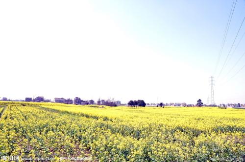 有来华的比喻句