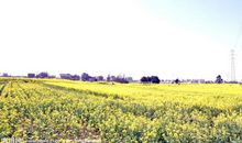 油莱花的比喻句