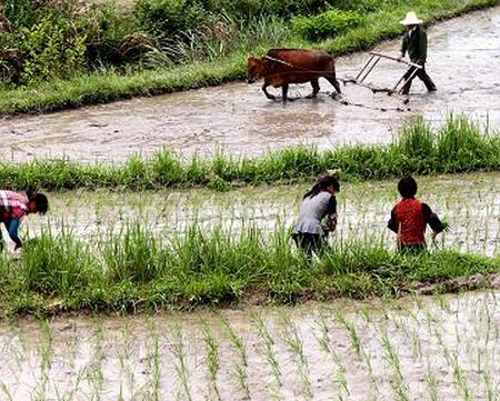 关于农村风俗的谚语